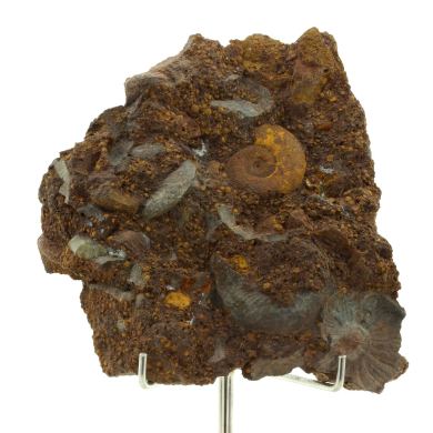 Ammonite Pleydellia 1284.0 ct.
