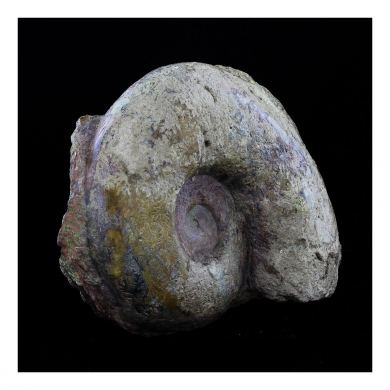 Fossil Lytoceras cornucopiae. 12772.0 ct. (21 cm)