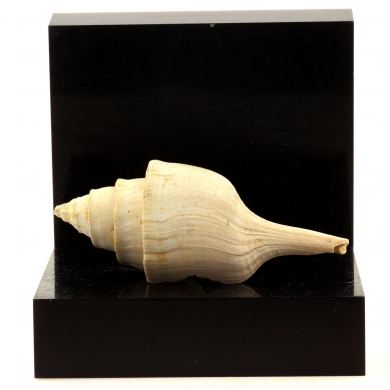 Clavilithes parisiensis.