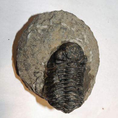 Phacops Rana Afraensis Trilobite