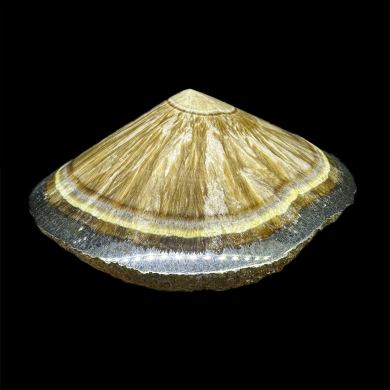 Baryte, marcasite