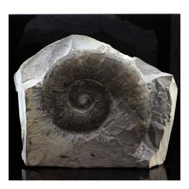 Fossil Emericeras emerici.