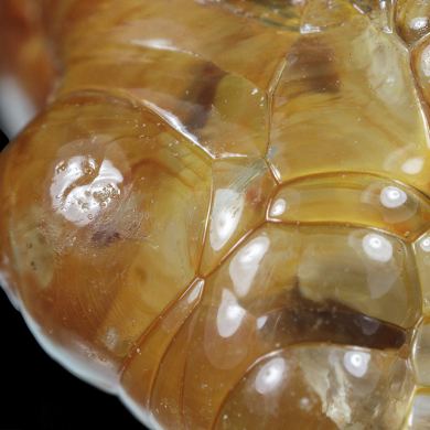 Opale / (variété - « Opal-AN ») / (variété - « Hyalite Opal ») / (« Blood Vessel Opal ») / Localité - San Luis Potosi, Mexique