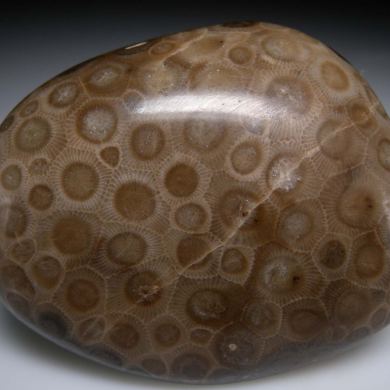 Fossil Coral var. 'Petoskey Stone'