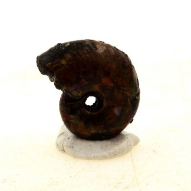 Ammonite Fossil Beudanticeras.