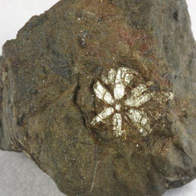 Muscovite (pseudo Cordierite)