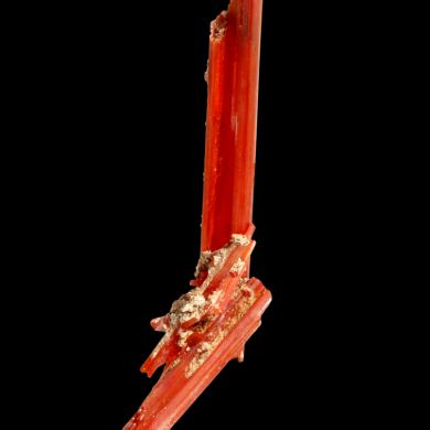 Crocoite