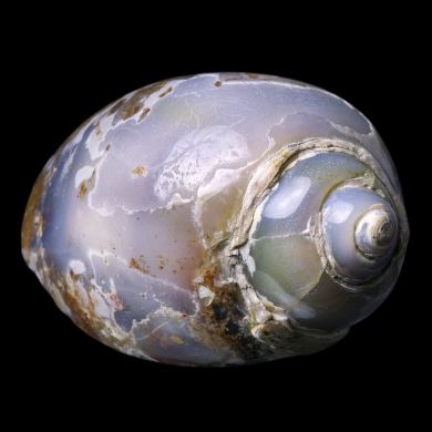 Agatized Gastropod 