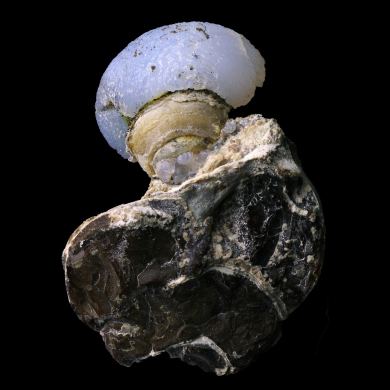 Helix in lussatite 