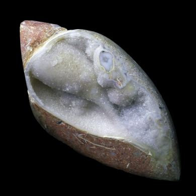 Agatized Gastropod 