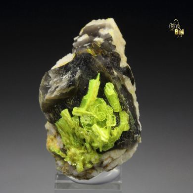 AUTUNITE, QUARTZ var. SMOKY
