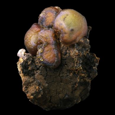Lussatite Bourrière 