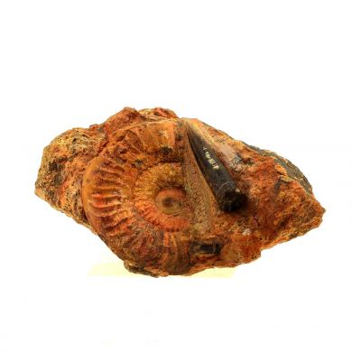 Fossil Grammoceras Penestriatulum + Belemnite. (6 cm)