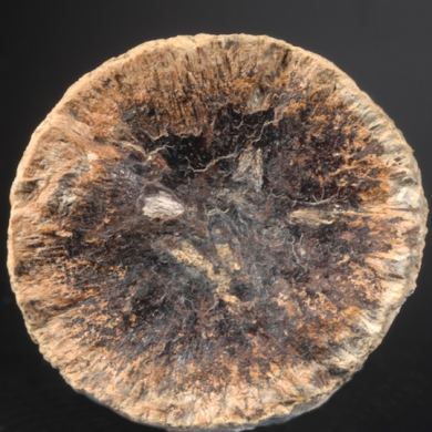 Carbonate-Apatite - var. Dahllite