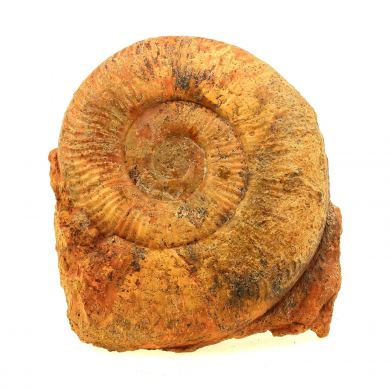 Fossil Pseudogrammoceras Fallaciosum. (12 cm)