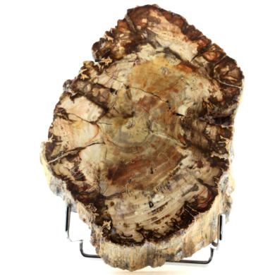 Petrified wood. 6750.0 ct. (1.35 kg)