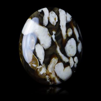 Fossilized Peanut Wood 40,55 ct 