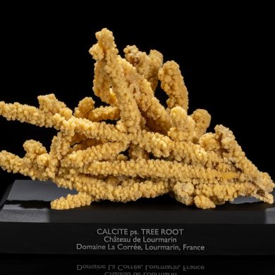 Calcite Pseudomorph of Tree Root from France