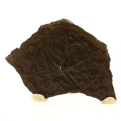 Ophiures (fossil).