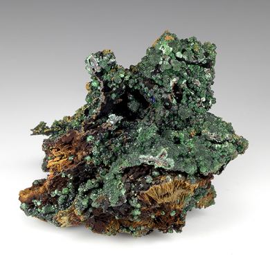 Zincolivenite with Adamite, Conichalcite, Goethite