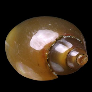 Agatized Gastropod 