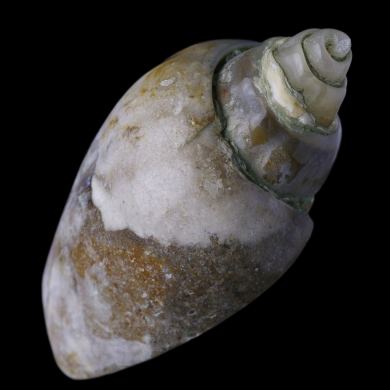 Agatized Gastropod 