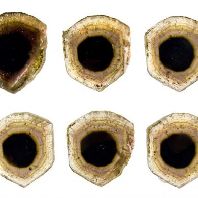 Tourmaline Var. Liddicoatite