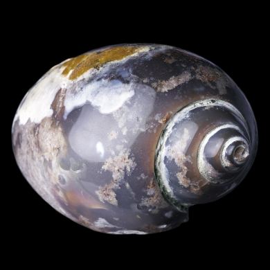 Agatized Gastropod 