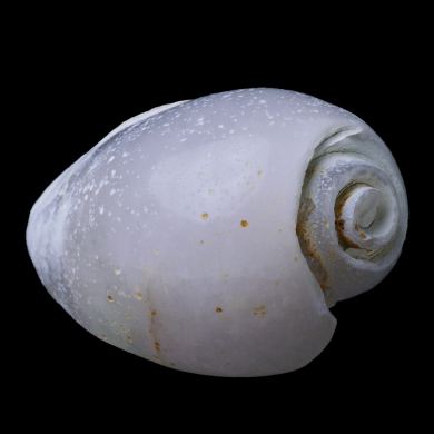 Agatized Gastropod 