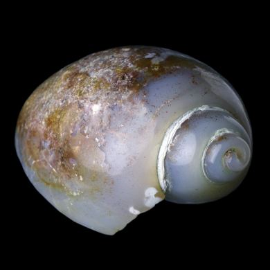 Agatized Gastropod 