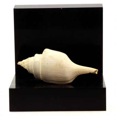 Clavilithes parisiensis.